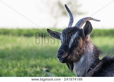 Young White With Black Goat Portrait On Natural Background