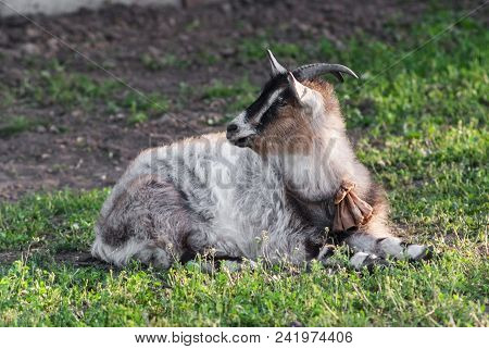Young White With Black Goat Portrait On Natural Background