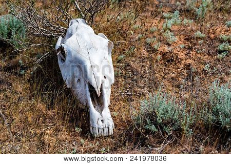 Horse Skull In Grass Close Up