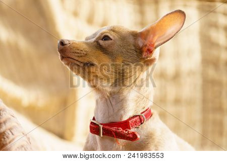 Little Pinscher Ratter Prazsky Krysarik Purebreed Small Dog Sitting Relaxing And Chilling On Sofa Co