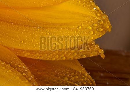 Beautiful Yellow Sunflower