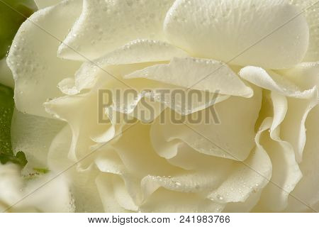 Beautiful White Flower