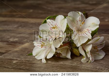 Beautiful White Flower