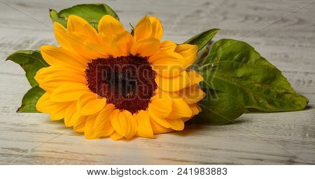 Beautiful Yellow Sunflower