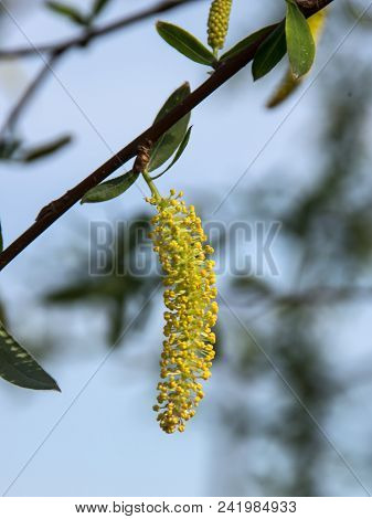 In The Spring, The Willow (salix X Sepulcralis) Flower Opens.