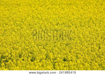 Blooming Yellow Rapeseed Field