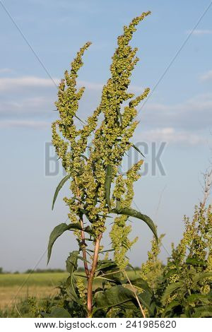 Meadow Dock (rumex Obtusifolius L.) Plants In The Fields.