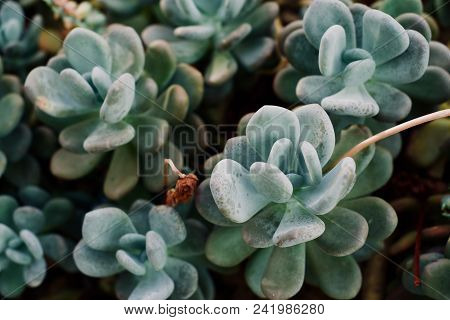 Green Background With Cactus Or Secculent Plant, Famous Flower
