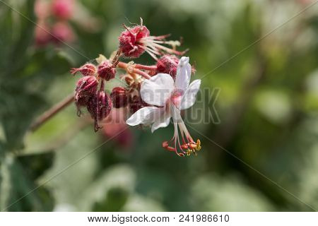 Bigroot Geranium (geranium Macrorrhizum)