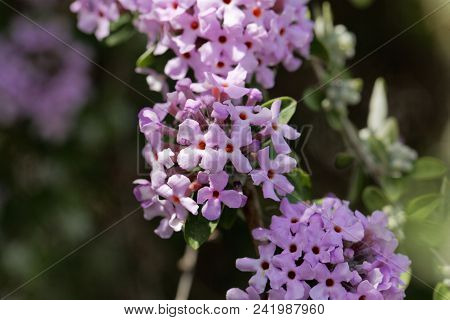 Flowers Of An Alternate-leaved Butterfly-bush (buddleja Alternifolia)
