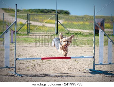 Agility Competition With A Company Animal Just Above The Bar Making A Jump