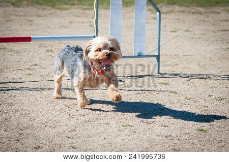 Agility Competition With A Company Animal Just Above The Bar Making A Jump