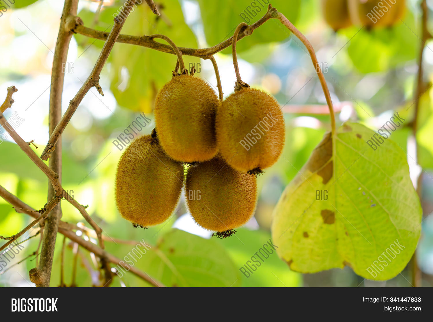 Green Kiwis Ripen On Image & Photo (Free Trial) Bigstock