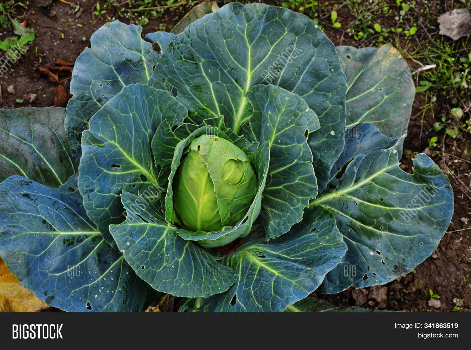 Cabbage Brassica Image & Photo (Free Trial) Bigstock