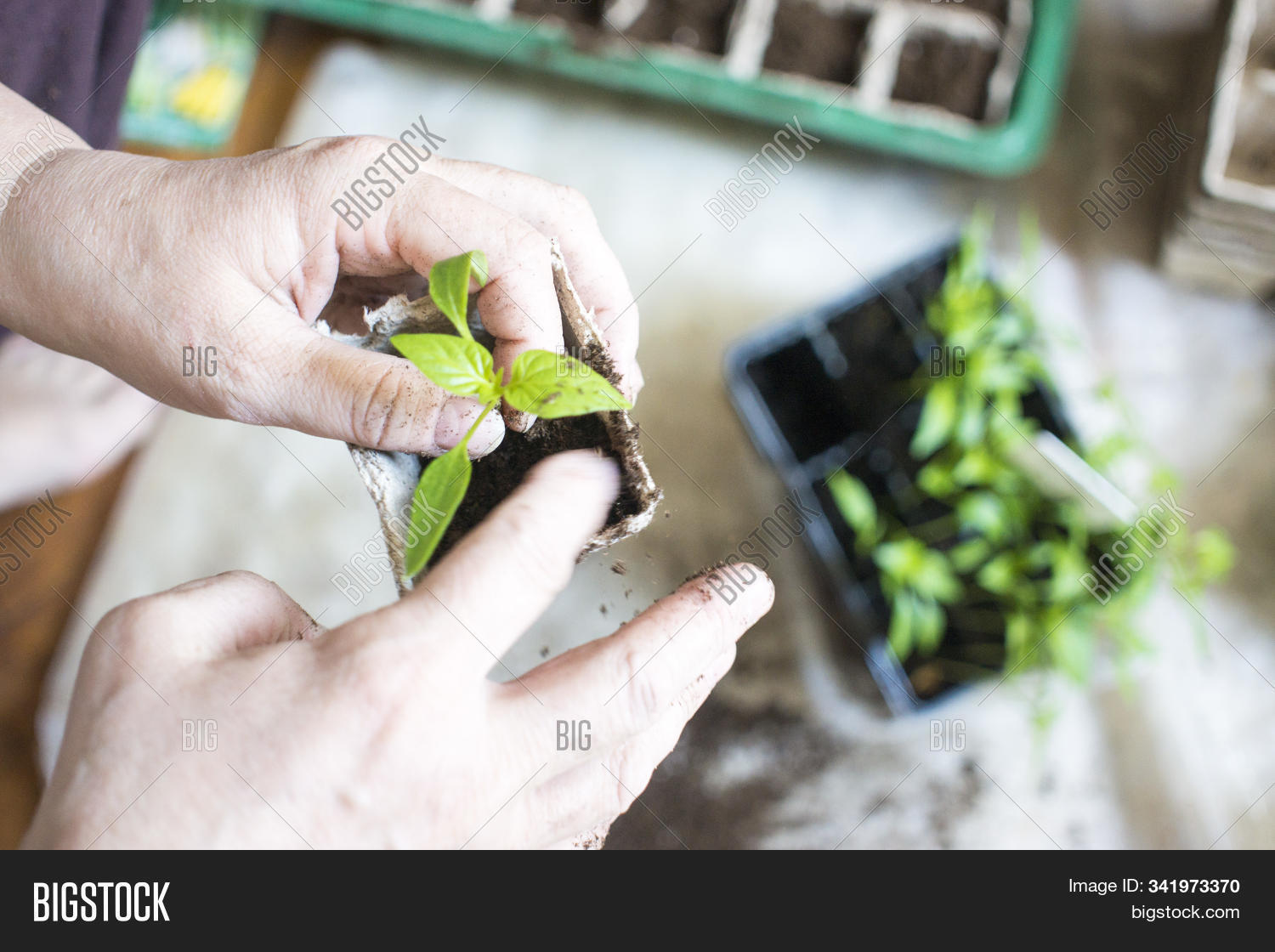 Seedlings Peat Pots. Image & Photo (Free Trial) Bigstock