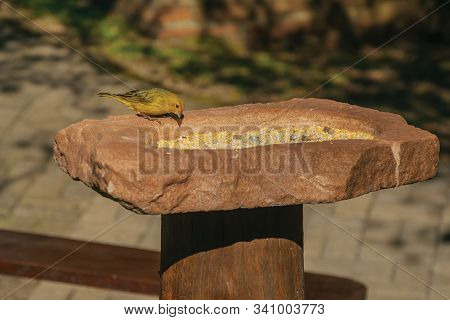 Detail Of Cute Canary On Top Of Rock With Grains To Feed It In A Park Near Nova Petropolis. A Lovely