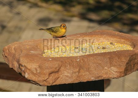 Detail Of Cute Canary On Top Of Rock With Grains To Feed It In A Park Near Nova Petropolis. A Lovely