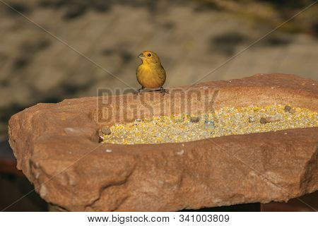 Detail Of Cute Canary On Top Of Rock With Grains To Feed It In A Park Near Nova Petropolis. A Lovely