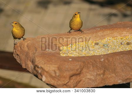 Detail Of Cute Canaries On Top Of Rock With Grains To Feed It In A Park Near Nova Petropolis. A Love