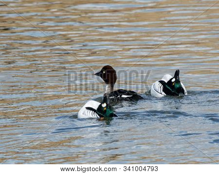 Common Goldeneye Bucephala Clangula Two Males And Female Dancing On Water In Courtship Display. Cute