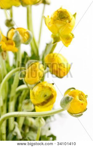 Ranunculus giallo