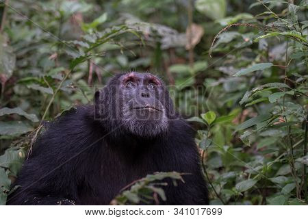 (pan Troglodytes) Is An African Ape Uganda.