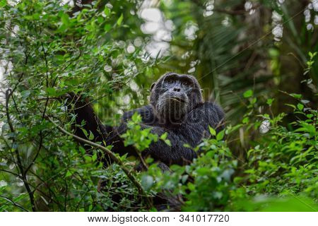 (pan Troglodytes) Is An African Ape Uganda.