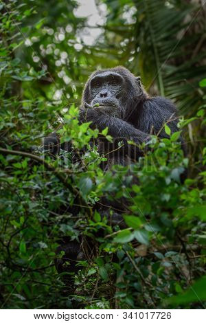 (pan Troglodytes) Is An African Ape Uganda.