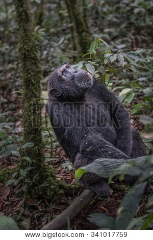 (pan Troglodytes) Is An African Ape Uganda.