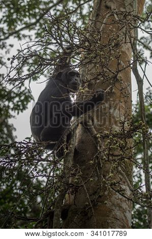 (pan Troglodytes) Is An African Ape Uganda.