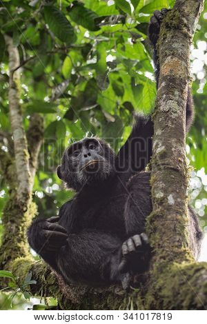 (pan Troglodytes) Is An African Ape Uganda.