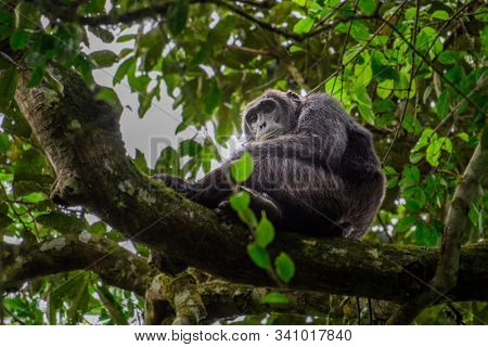 (pan Troglodytes) Is An African Ape Uganda.