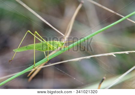Light-green Locust On A Grass Blade. Shot In A Forest Near Kyiv, Ukraine. Macro Photo