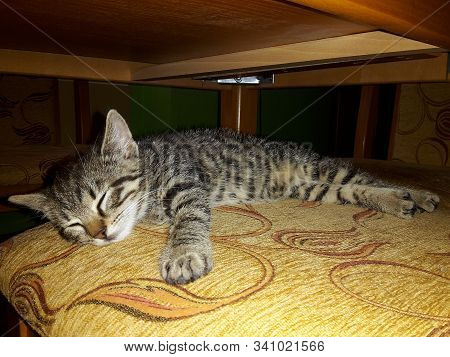Cat Tabby Lies And Sleeps On Chair Under Table, Image