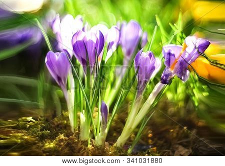 Beautiful First Spring Flowers Lilac Crocuses On Blurred Background With Bokeh
