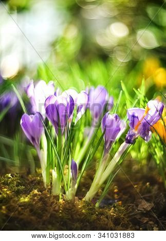 Beautiful First Spring Flowers Lilac Crocuses On Blurred Background With Bokeh