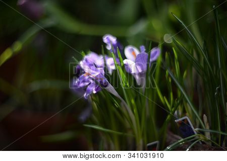 Beautiful First Spring Flowers Lilac Crocuses On Blurred Background With Bokeh