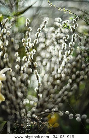 Beautiful Blurred Spring Background Of Willow Branches