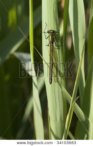 Kvindelige Agrion Splendens