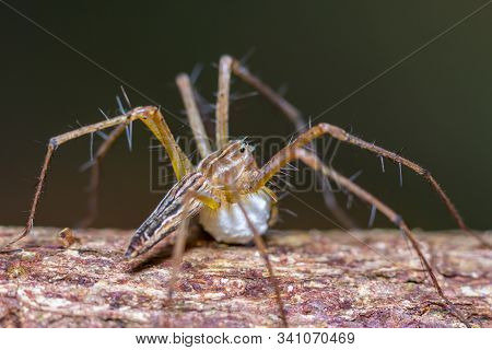 Brown Stripes Spider With Its Eggs On Tree Trunk In Public Park