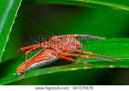 Beautiful Orange Spider On Green Leaf In Public Park