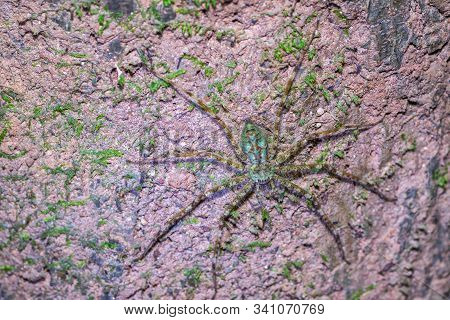 Green Stripes Spider On Tree Trunk In Public Park