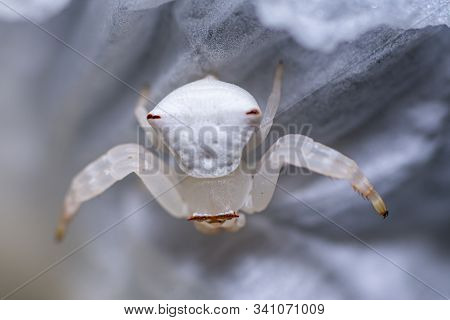 Beautiful White Spider On Petal Of White Flower