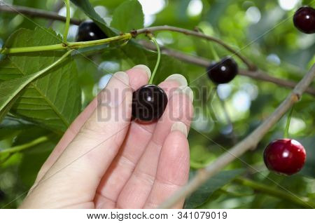 The Collection Of Red Cherries Hand Tear The Berries From The Branch