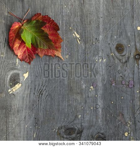 Colorful Bright Autumn Leaves Bordering On Rustic Wooden Boards