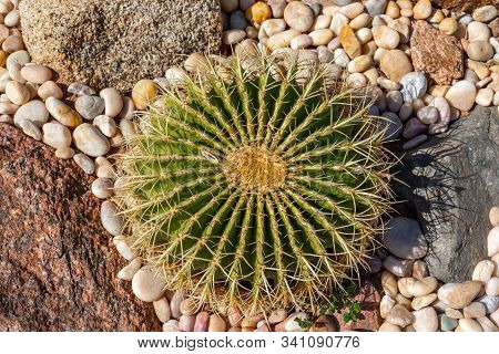Decorative Landscaping From Cactus Garden. Cactus Close-up On Decorative Gravel And Several Large St