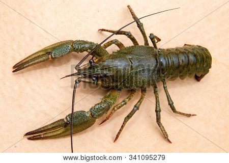 The European Crayfish (astacus Astacus), Noble Crayfish, Or Broad-fingered Crayfish, Is The Most Com
