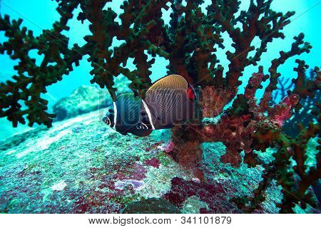 White Collor Butterflyfish In The Deep Blue With Corals Reef.