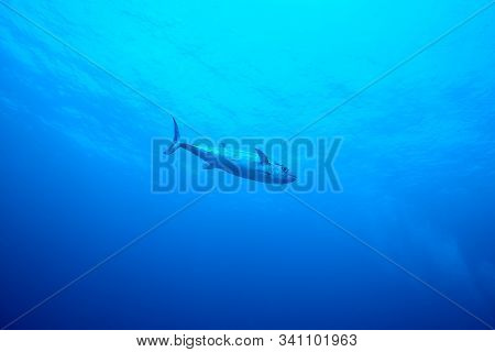 Dogtooth Tuna In The Deep Blue At Smilan Islands Thailand