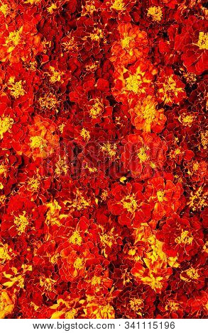 Marigold Floral Background. Blooming Tagetes Erecta Close-up. Vertical Format.